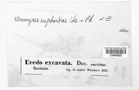 Uromyces euphorbiae image